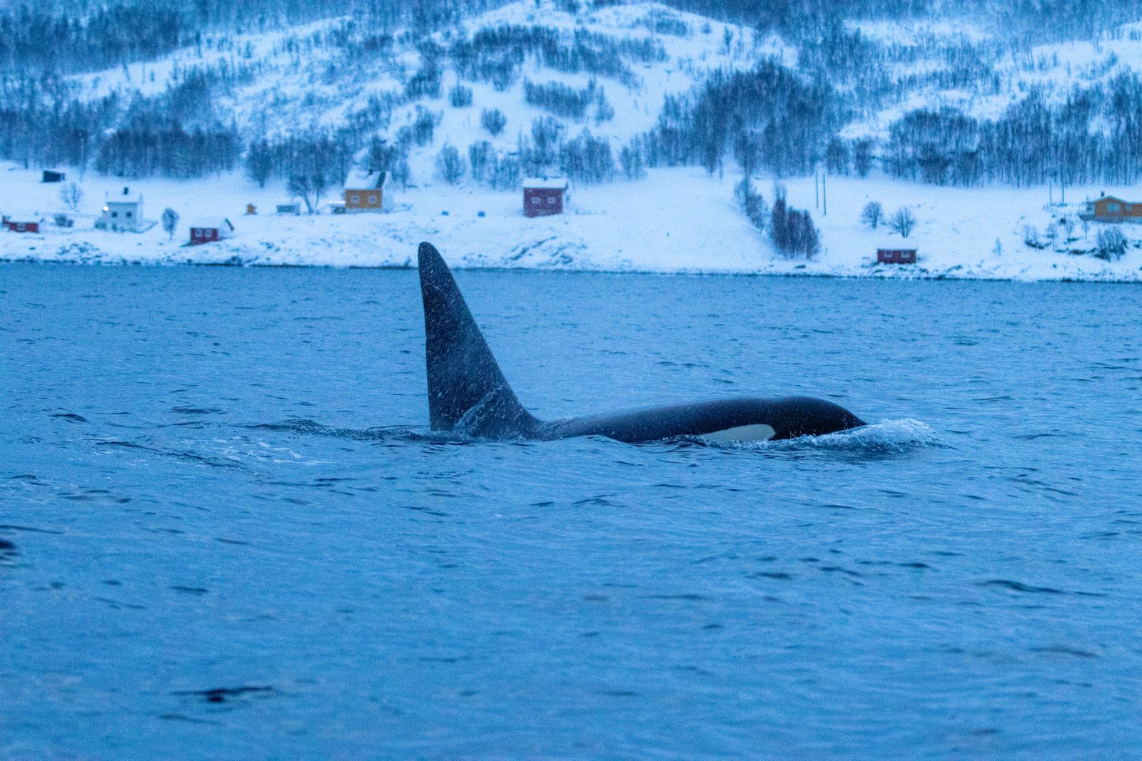An orca surfacing in a snowy winter fjord