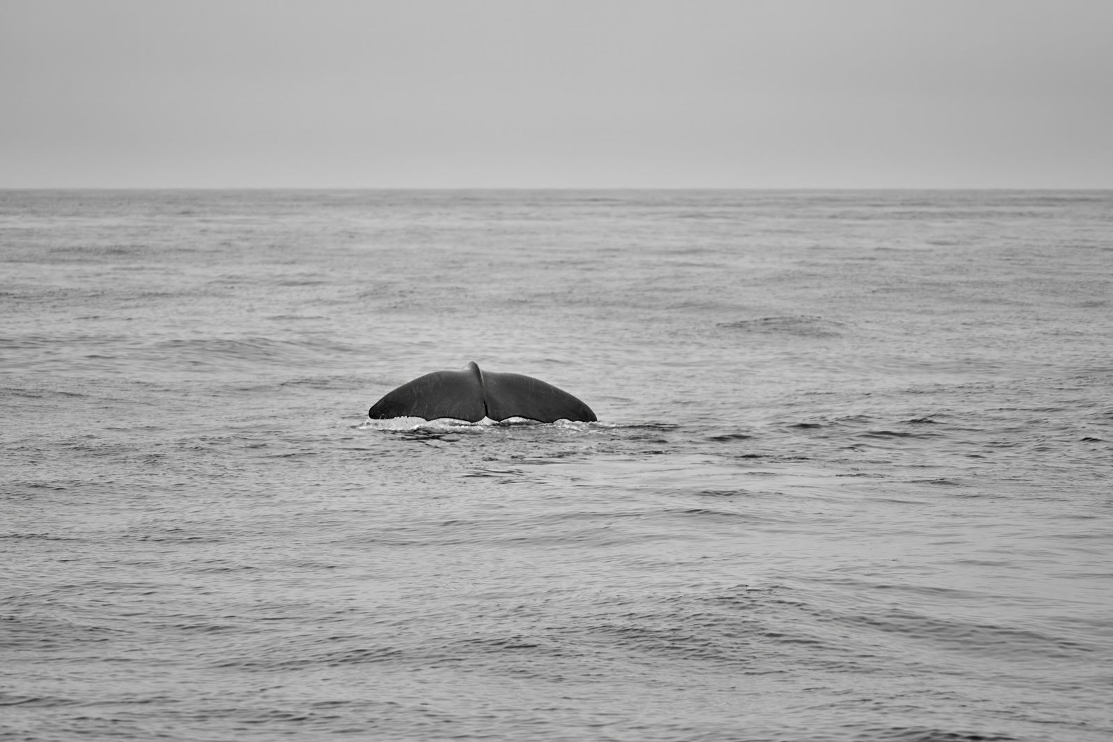 The back of a whale diving off the Norwegian coast