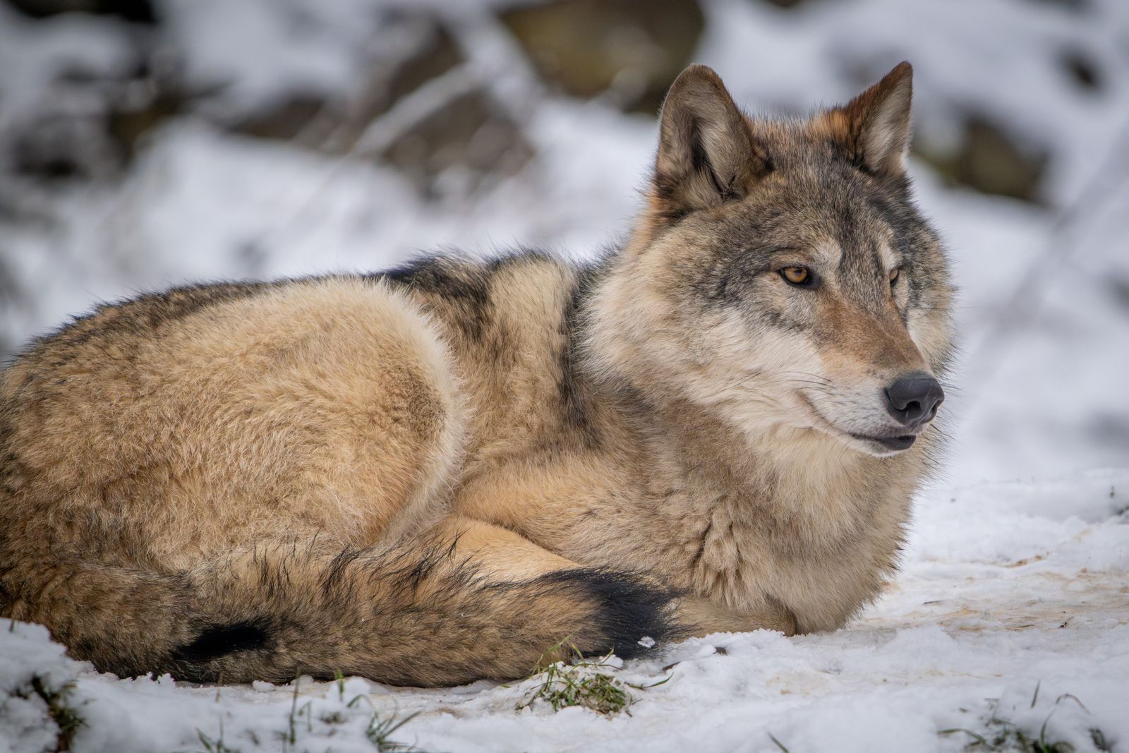 A grey wolf lying in the snow