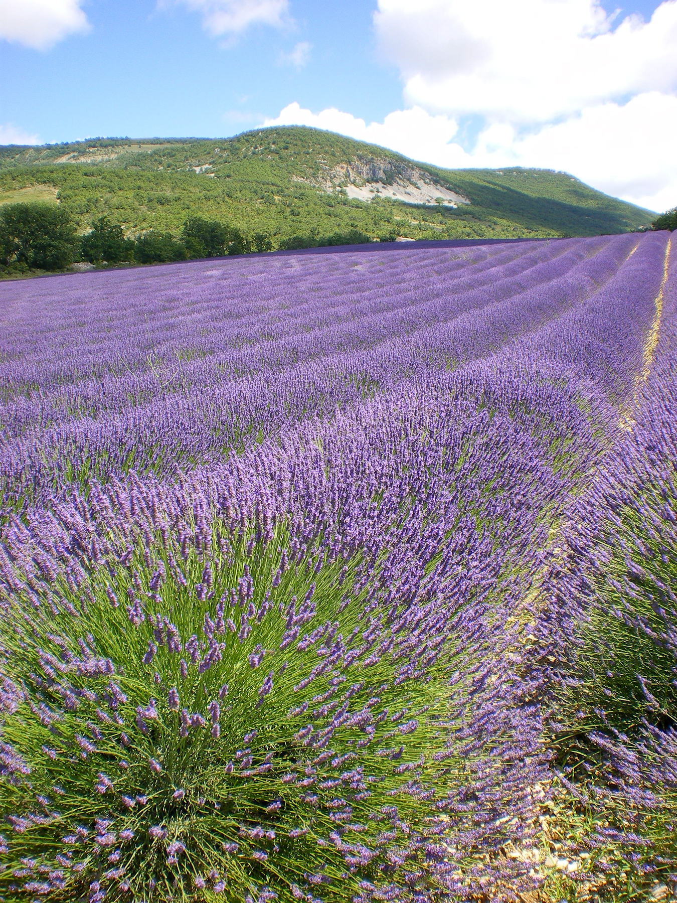 Lavender rows across the Valensole plateau