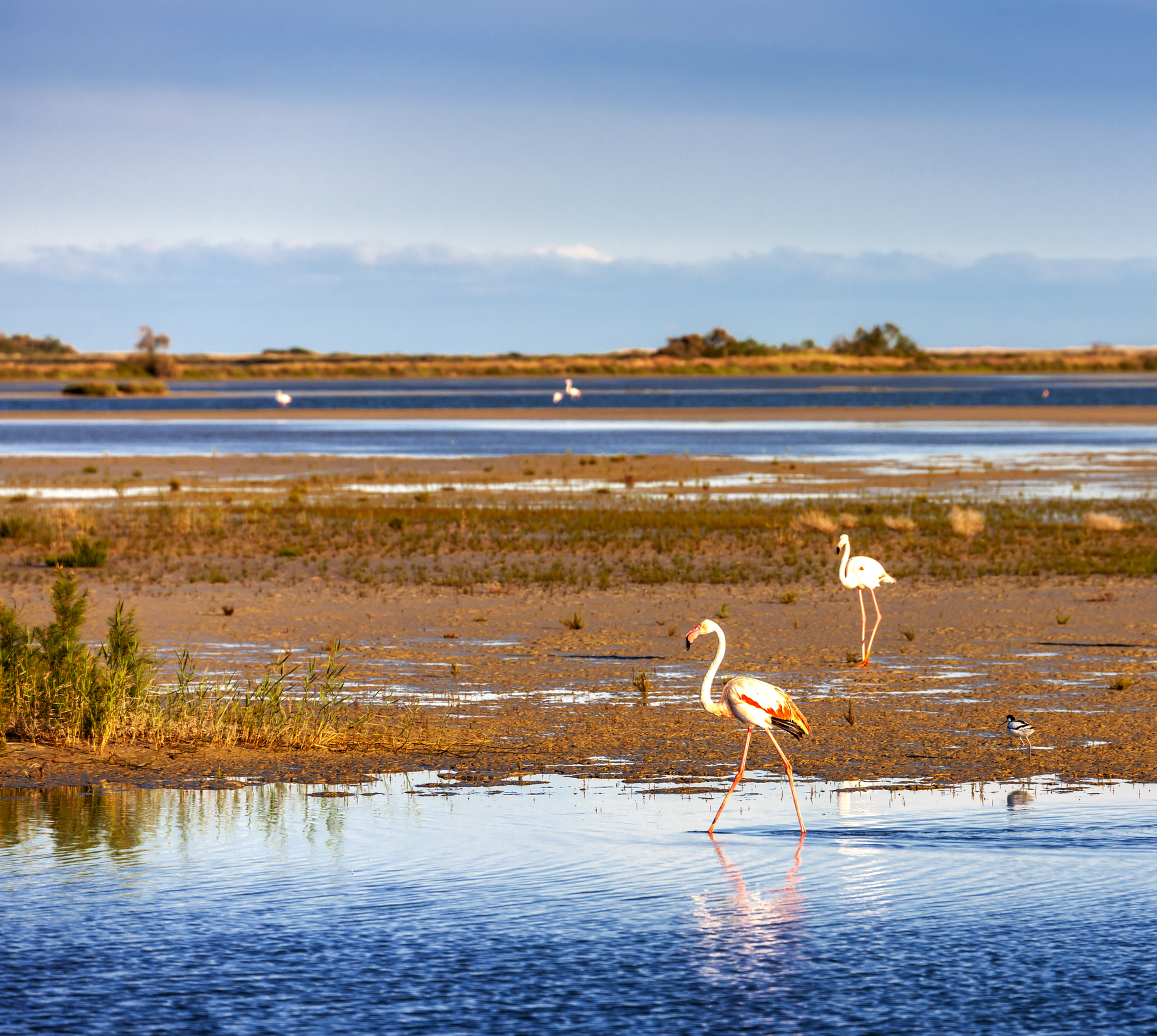 Flamingos in the Camargue