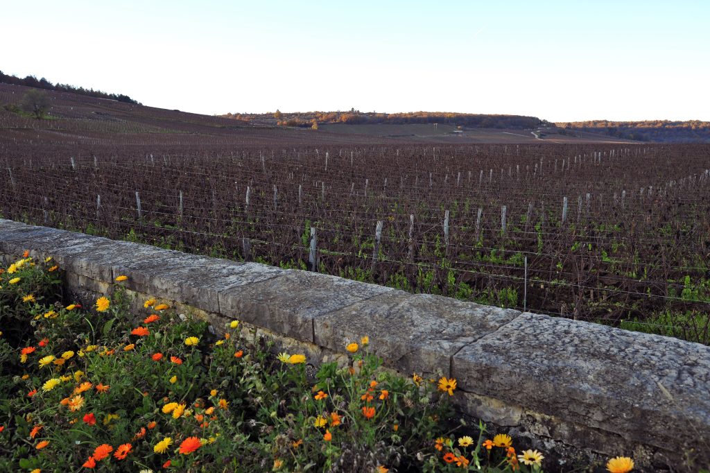 The Connoisseur's Guide to Burgundy: What to Know Before You Visit