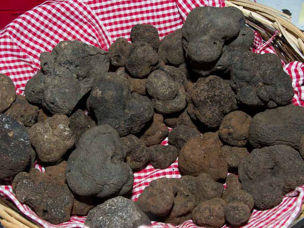 The Terroir of Shadows: A Journey Across Europe’s Truffle Capitals
