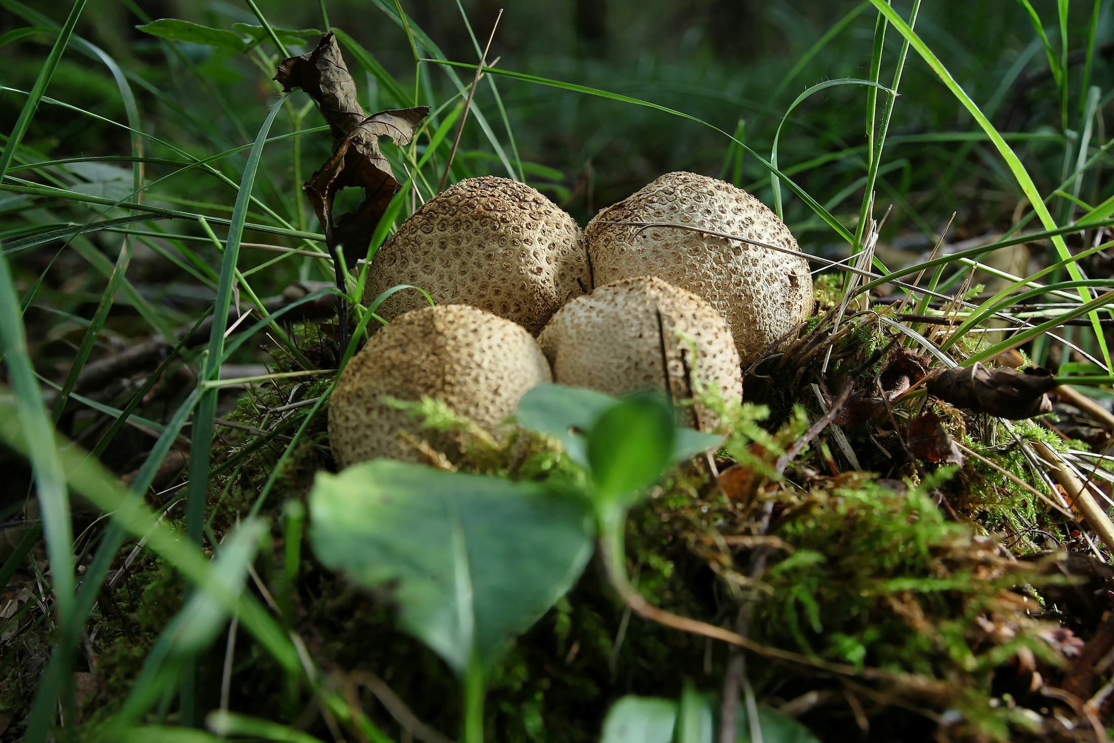 White Truffle in the forest
