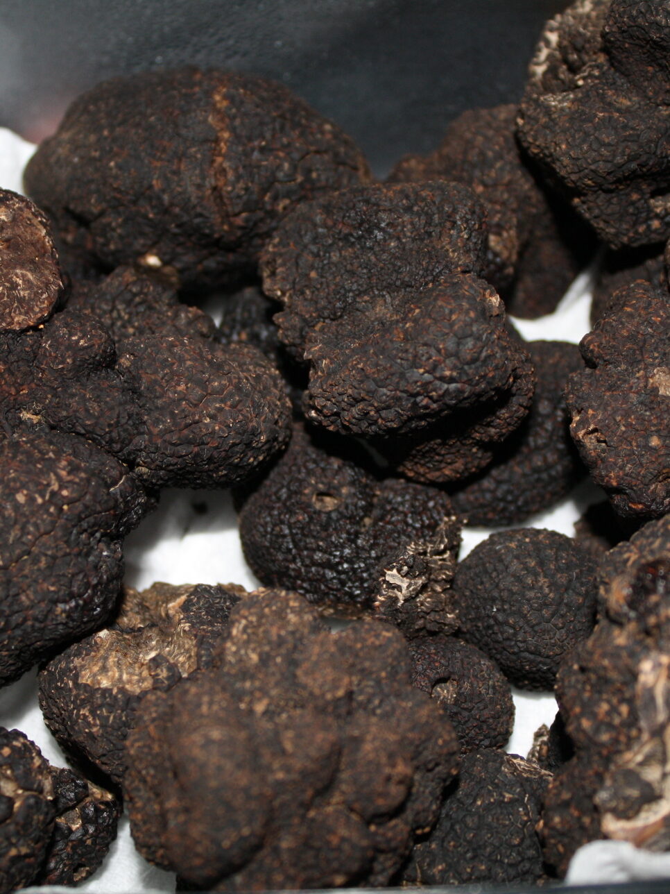 Black Périgord truffles