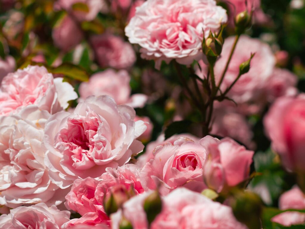 The 5 Best Parisian Perfume Shops & Your Ultimate French Perfume Tour in Paris 6 Paris Roses