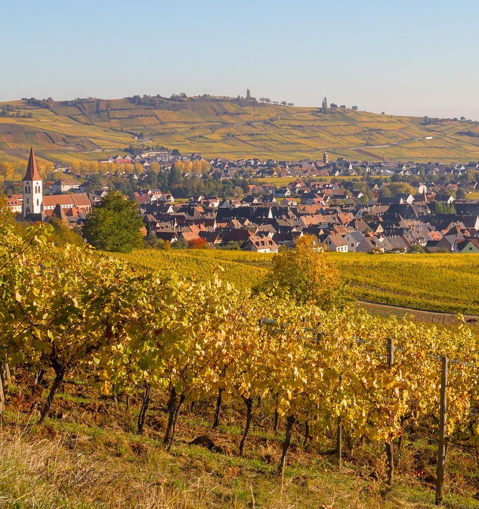 Vineyard valley in Alsace during fall