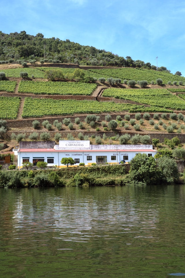 Portugal’s Vinous Opulence: A Deep Dive into the Land of Age-Worthy Wines