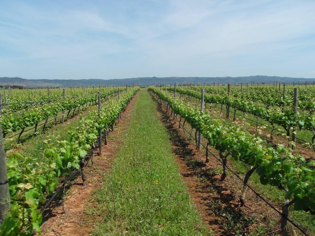 Portugal’s Vinous Opulence: A Deep Dive into the Land of Age-Worthy Wines