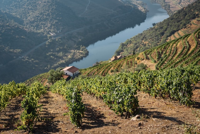 Portugal’s Vinous Opulence: A Deep Dive into the Land of Age-Worthy Wines