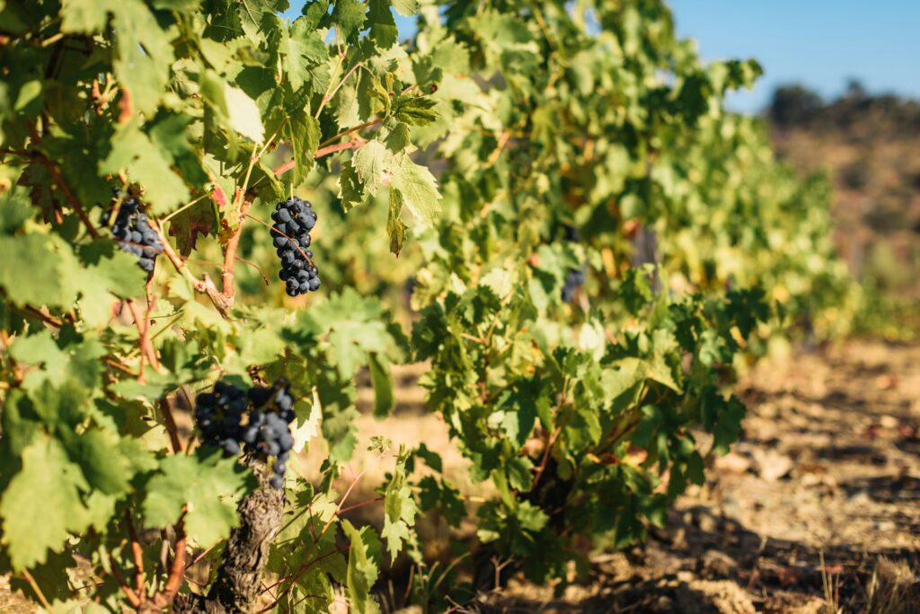 Portugal’s Vinous Opulence: A Deep Dive into the Land of Age-Worthy Wines
