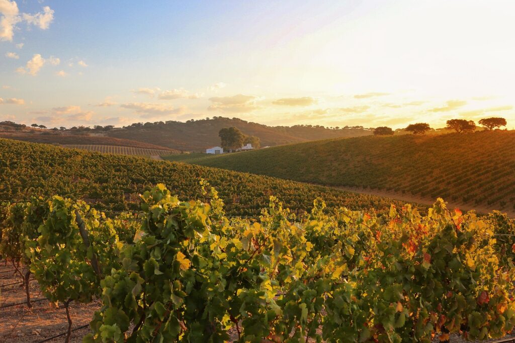 Portugal’s Vinous Opulence: A Deep Dive into the Land of Age-Worthy Wines