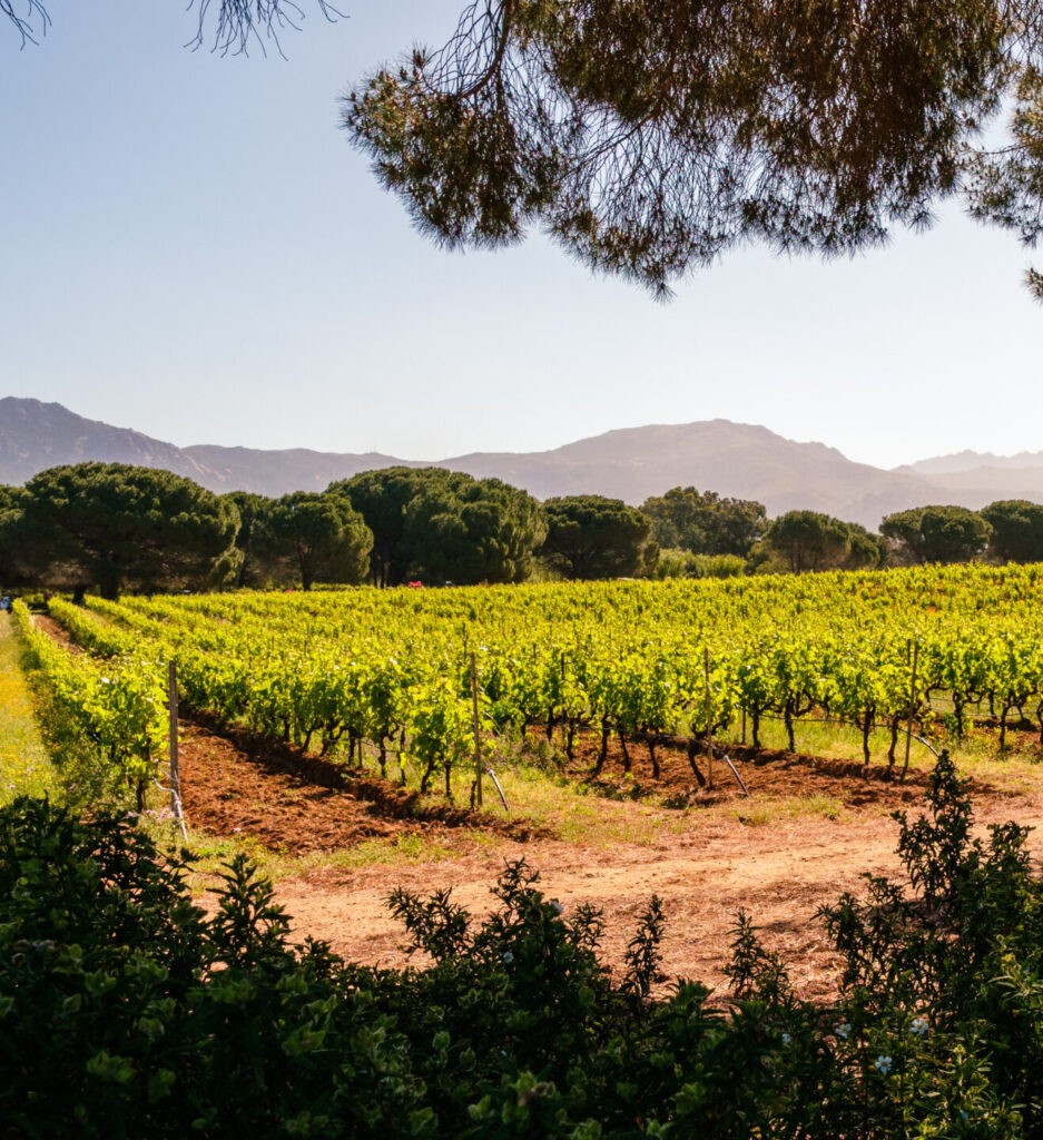 Inside Bordeaux: Legendary Chateaux, Hidden Estates, Rare Insights & Wine Investments 2 Vineyard