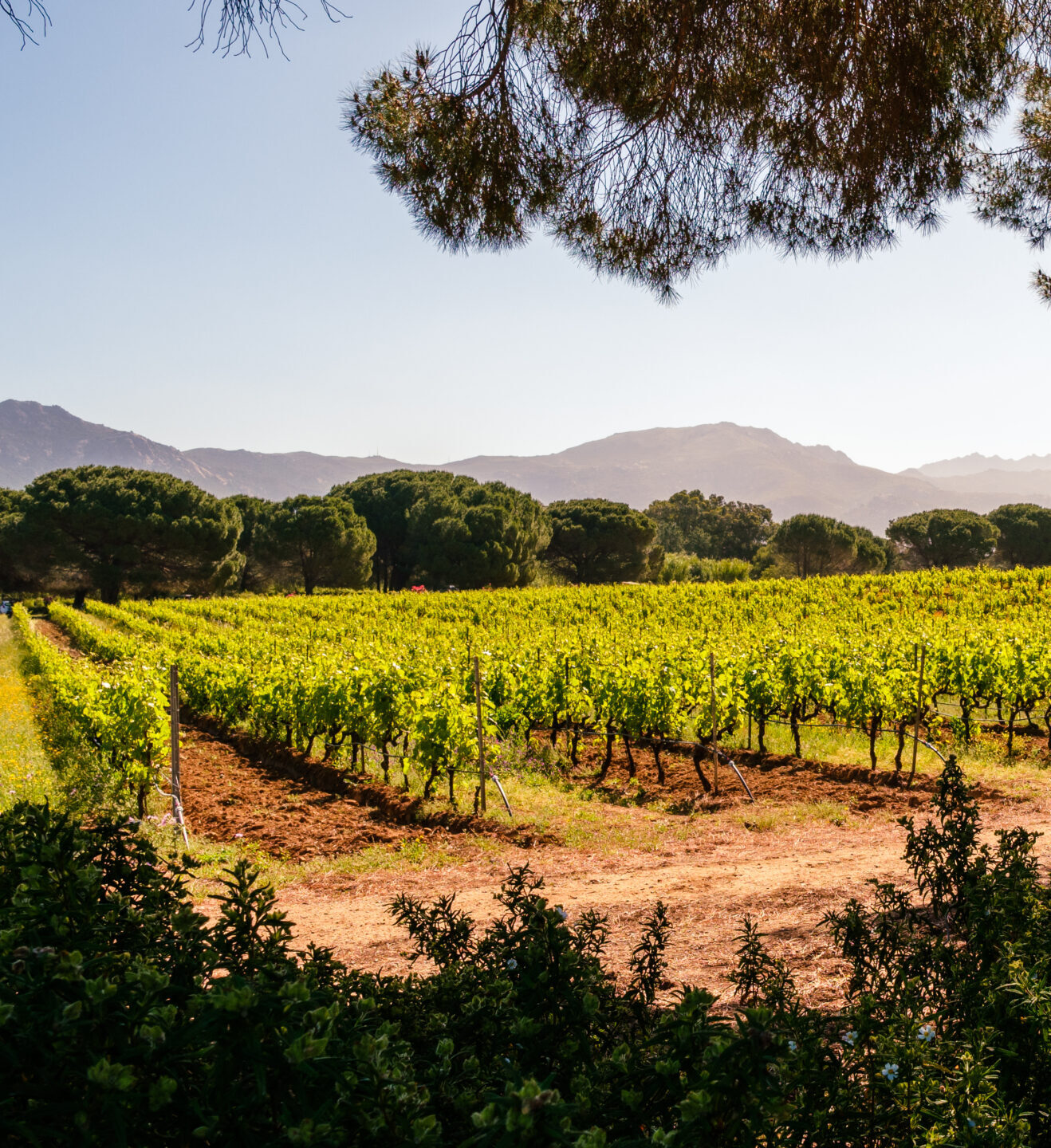 Visit Corsica