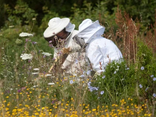 Interview with Marlene : The Art of Corsican Honey