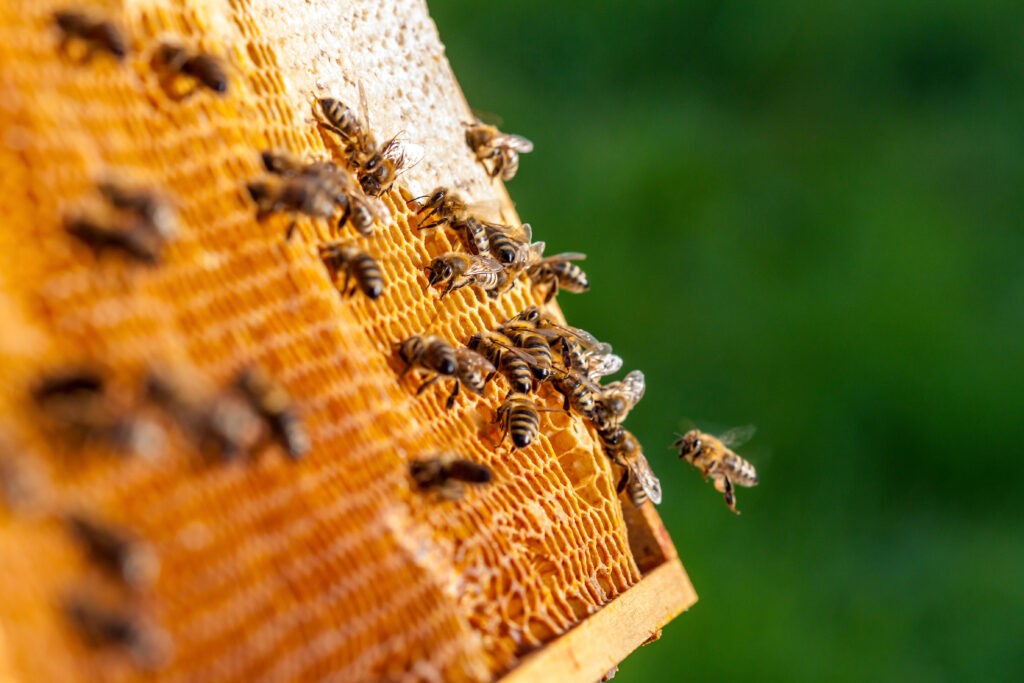 Interview with Marlene : The Art of Corsican Honey