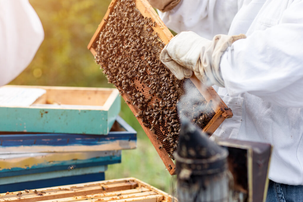 Interview with Marlene : The Art of Corsican Honey