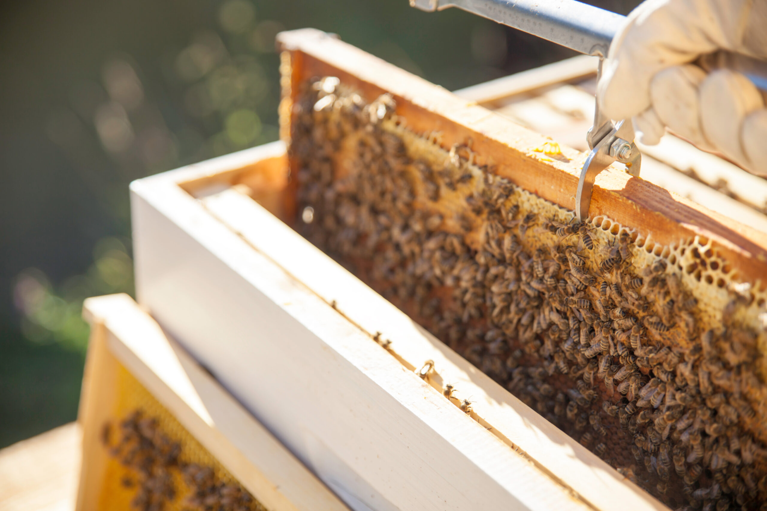 Interview with Marlene : The Art of Corsican Honey