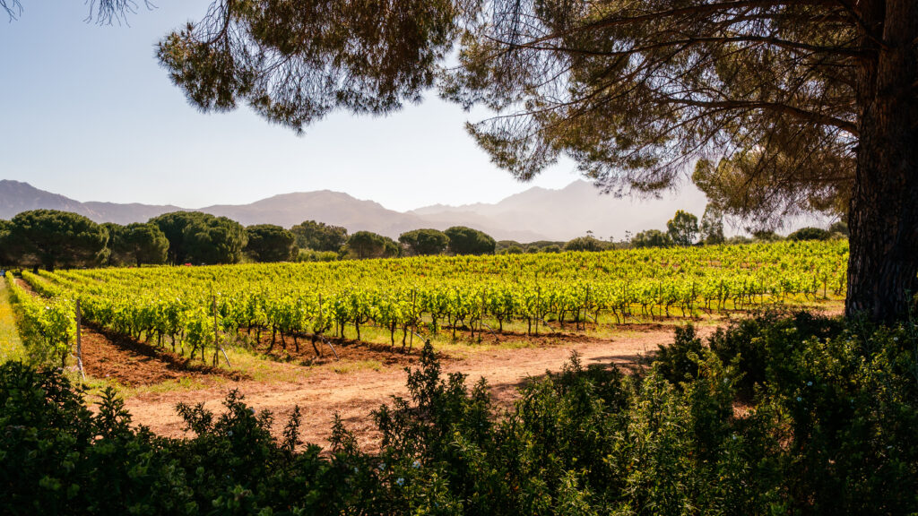 Authentic Things to Discover and Taste in Corsica