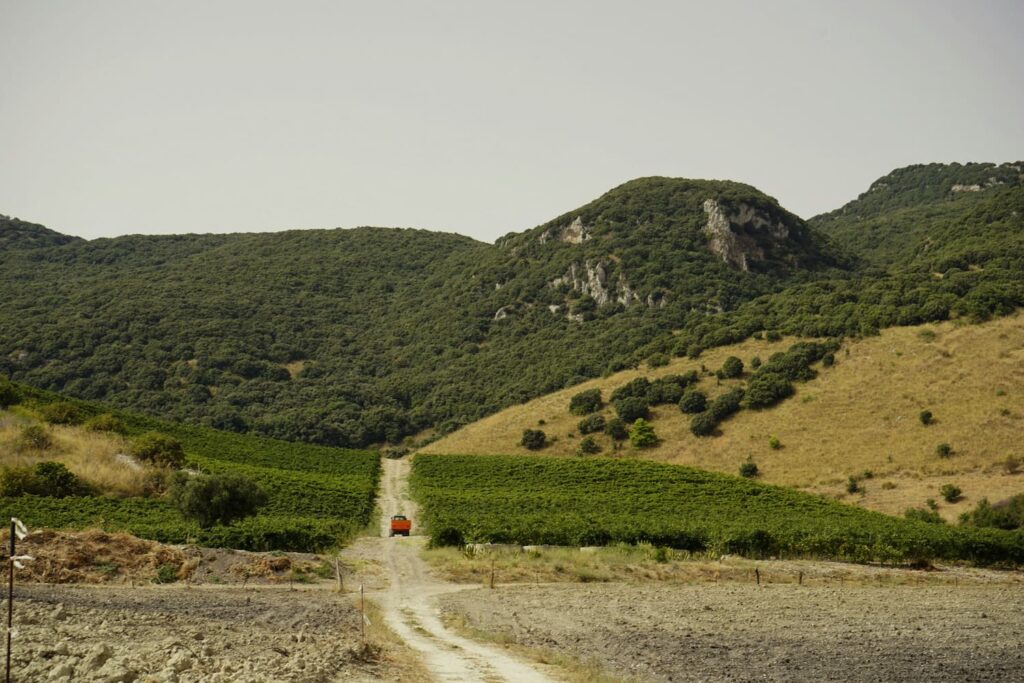 Sicily Vineyard