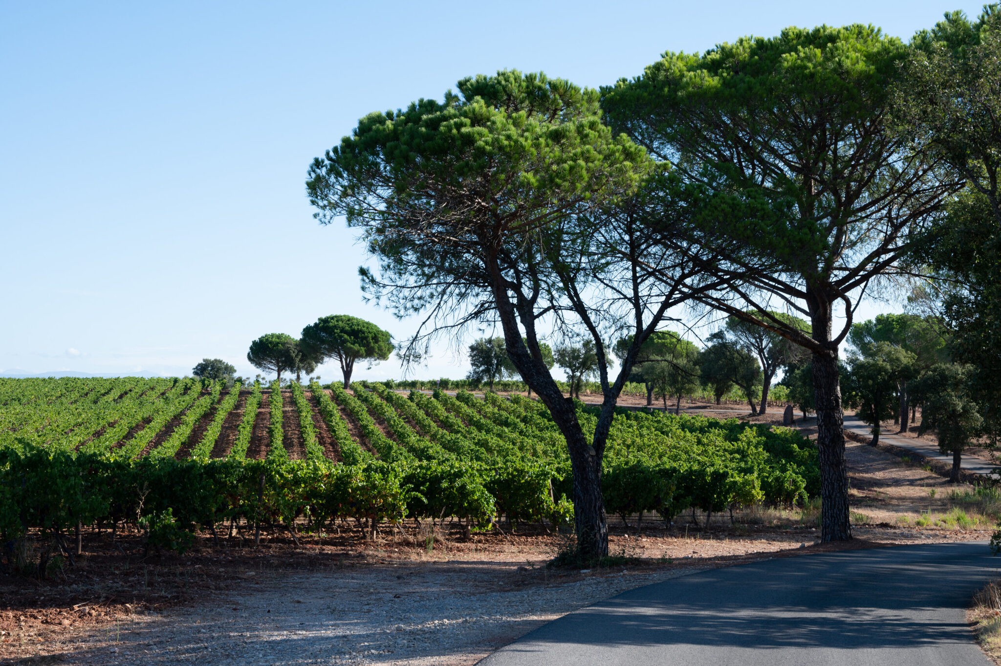 Hands picking grapes at the Bordeaux harvest