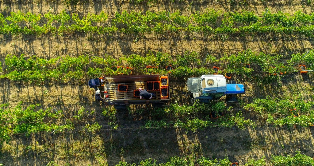 Interview with Zeynep Arca : A Turkish Tale of Terroir with Arcadia Wines