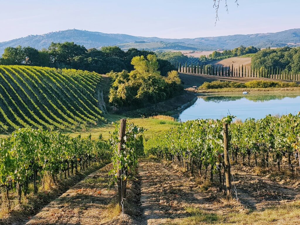 Toscana Vineyard
