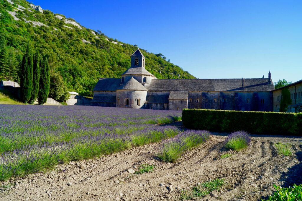 Provence Lavander