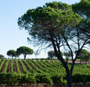 Provence Wine Estate in Marseille
