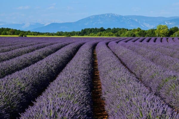 Provence Lavender Fields