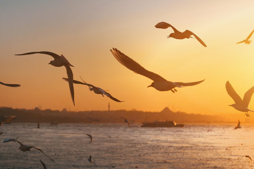 Istanbul Bosphore