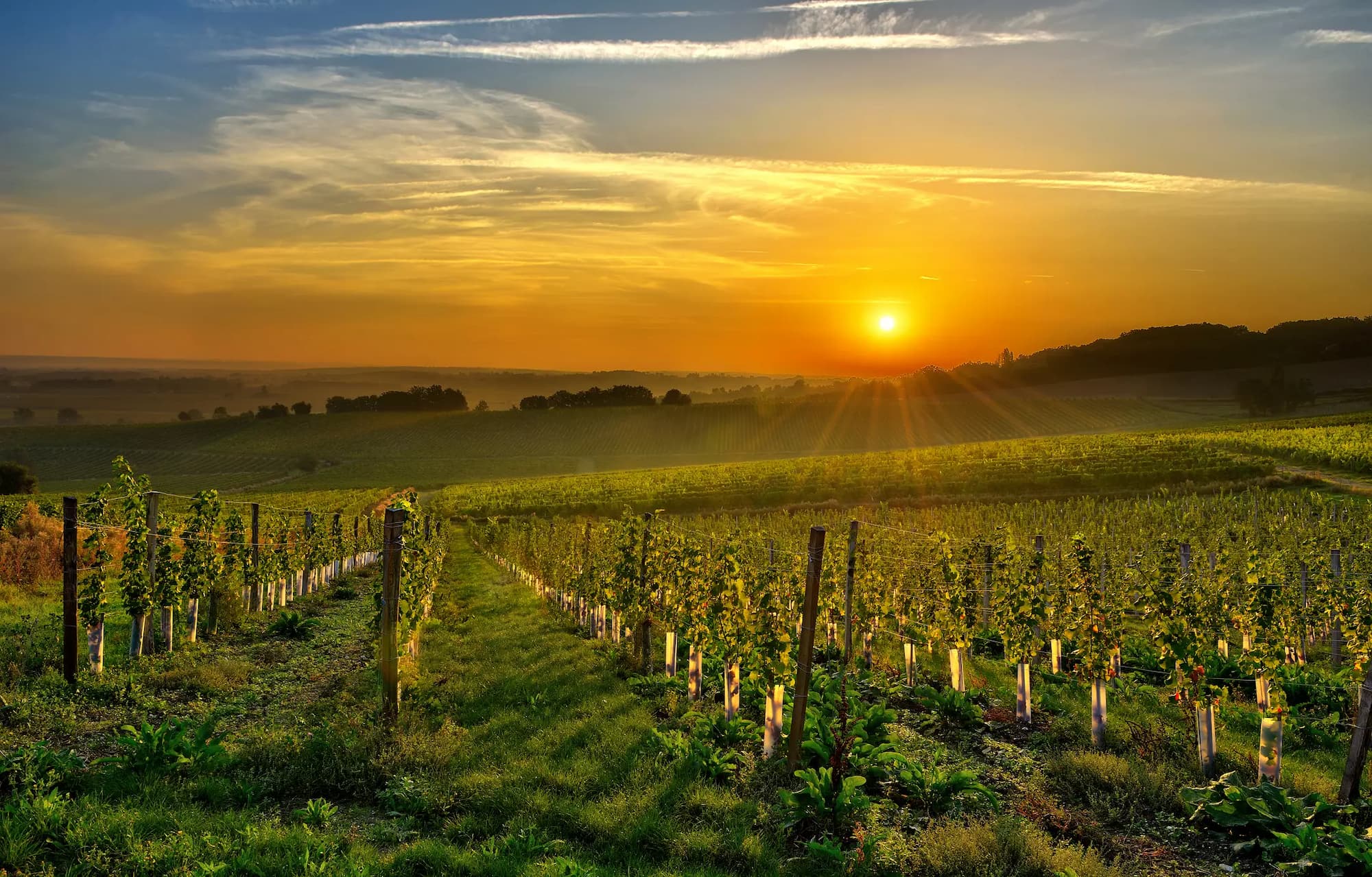 Sunset view of french vineyard