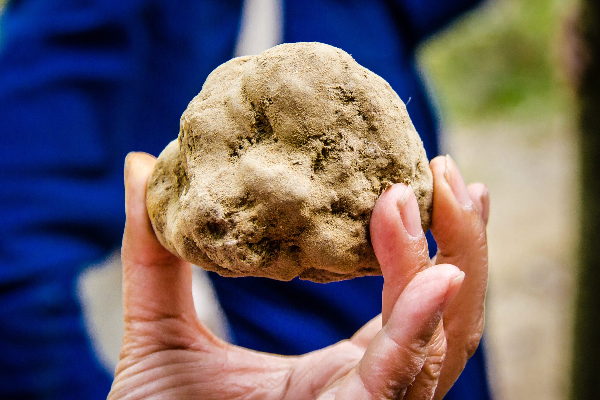 A newly found white truffle in Piedmont