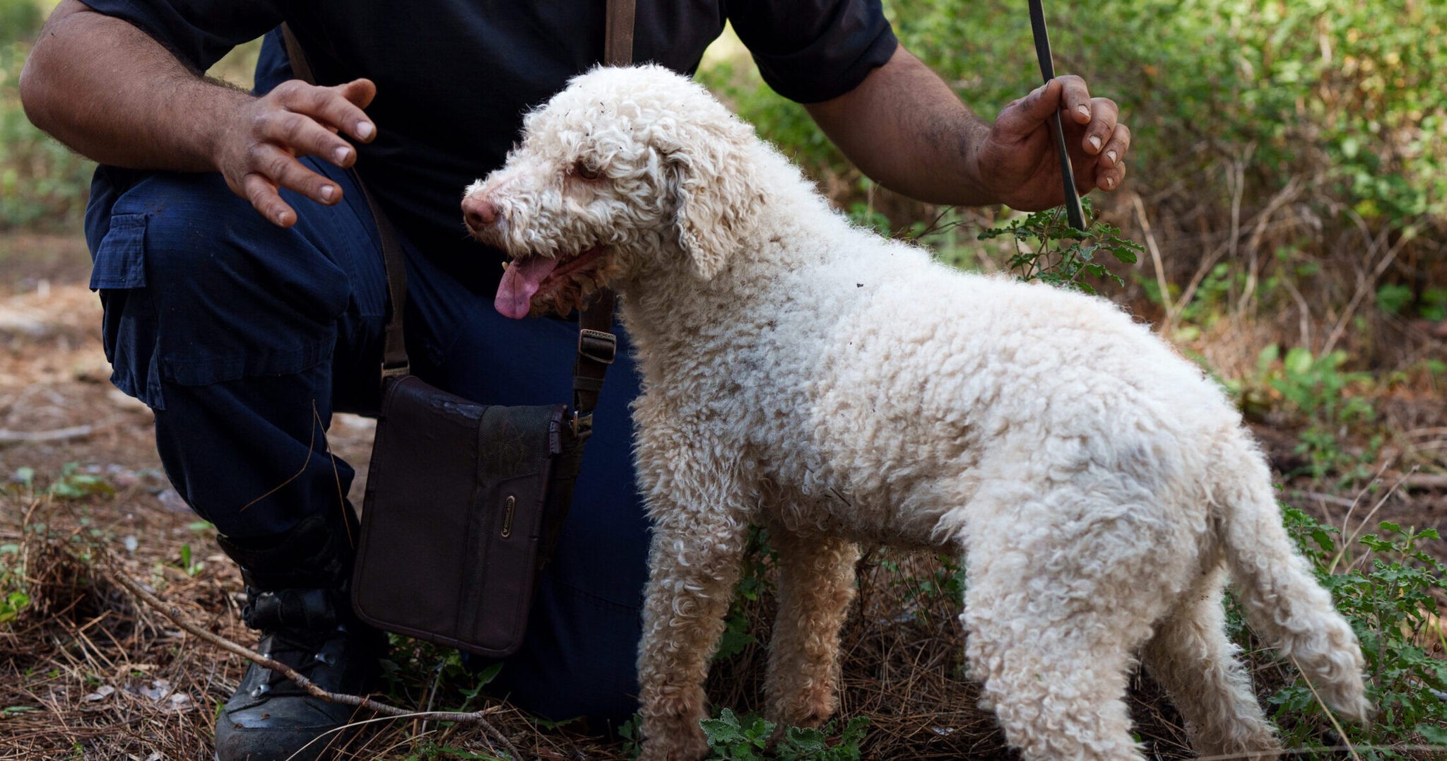 A lagotto and its handler working a truffle ground at first light