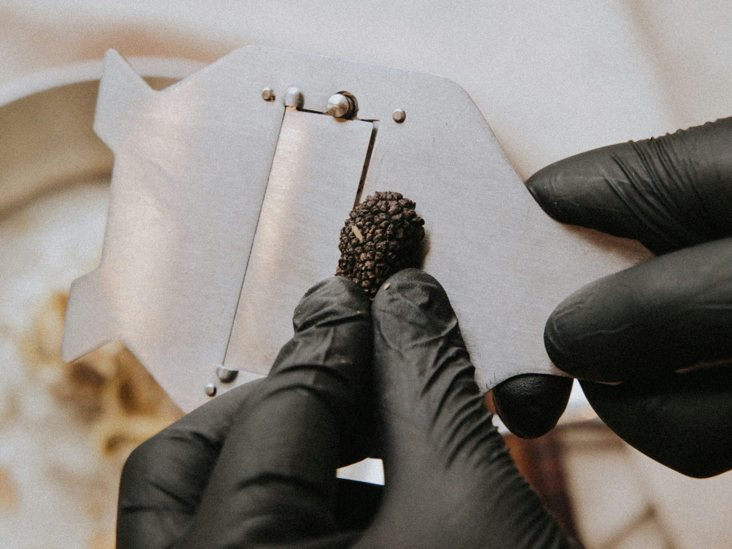 The Terroir of Shadows: A Journey Across Europe’s Truffle Capitals