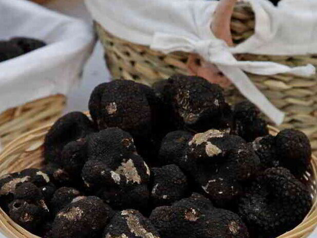 The Terroir of Shadows: A Journey Across Europe’s Truffle Capitals