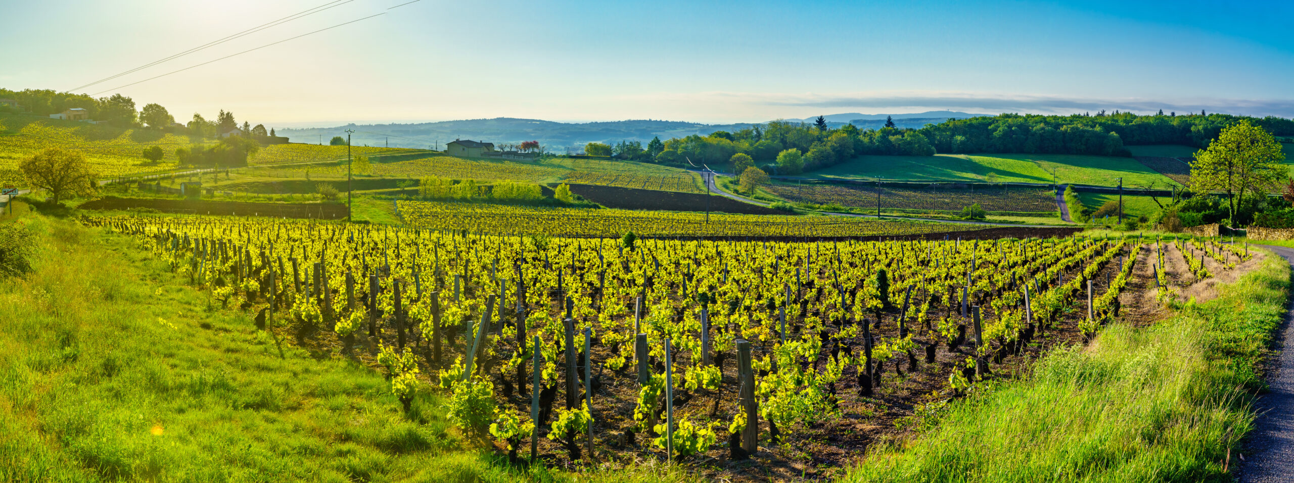 Our french wine guide : the index