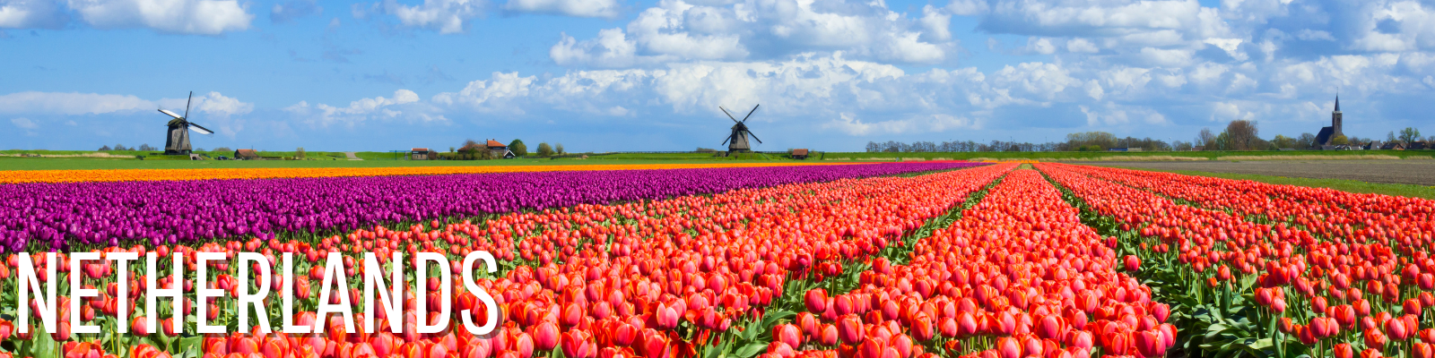 Europe in Spring: Eight Experiences That Only Happen Once a Year 2 Aalsmeer Flower Auction