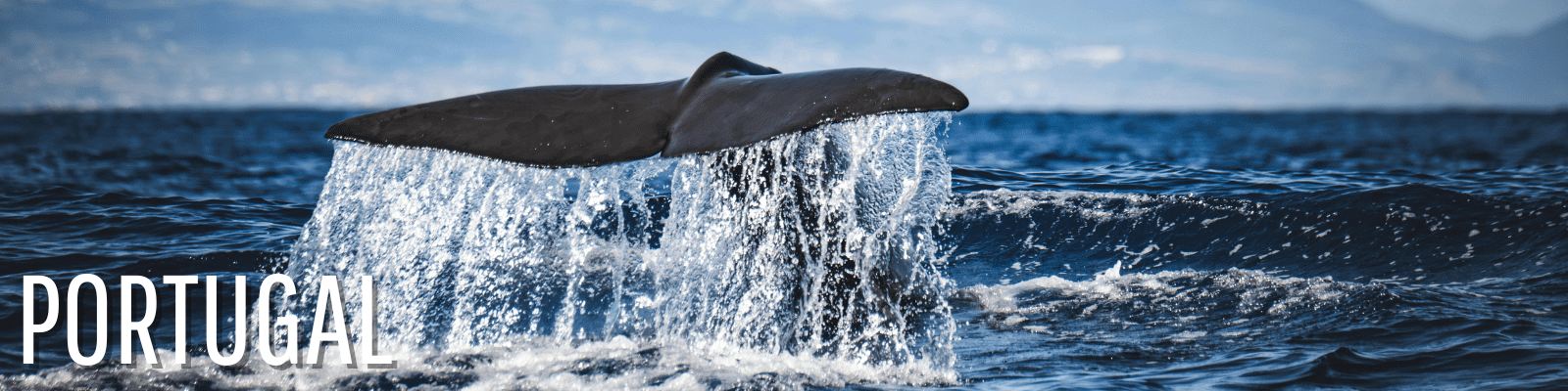 Europe in Spring: Eight Experiences That Only Happen Once a Year 4 Azores Blue Whale Migration