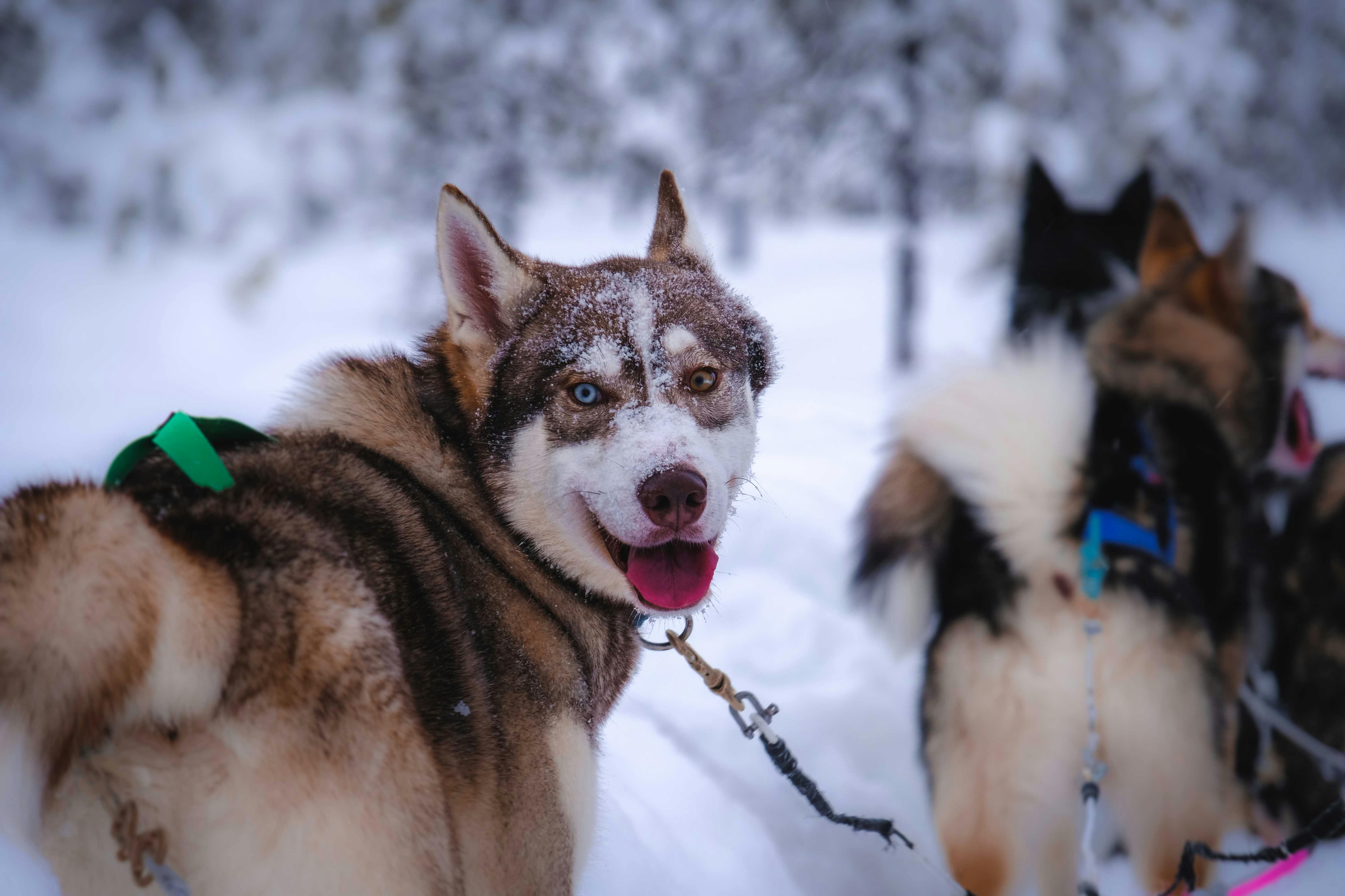 A husky sled-dog team in deep alpine snow