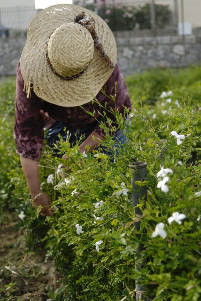 What blooms in May and disappears: Five gardens that exist on their own terms 2 What blooms in May and disappears: Five gardens that exist on their own terms
