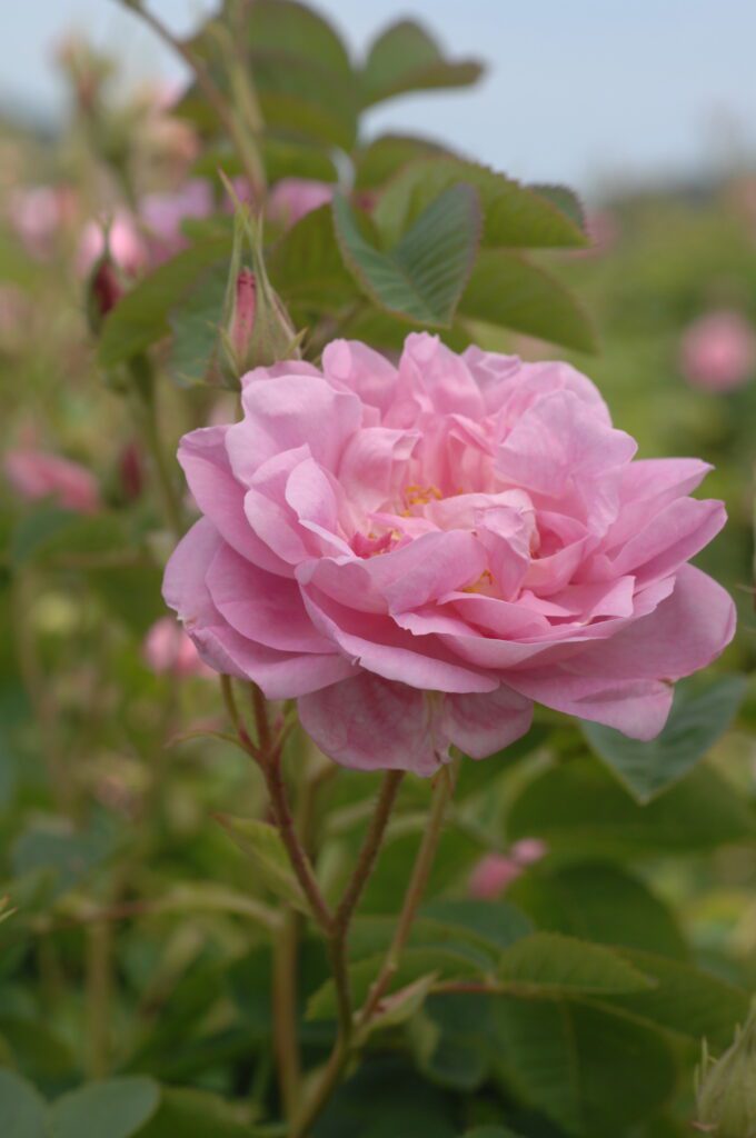 What blooms in May and disappears: Five gardens that exist on their own terms 3 What blooms in May and disappears: Five gardens that exist on their own terms