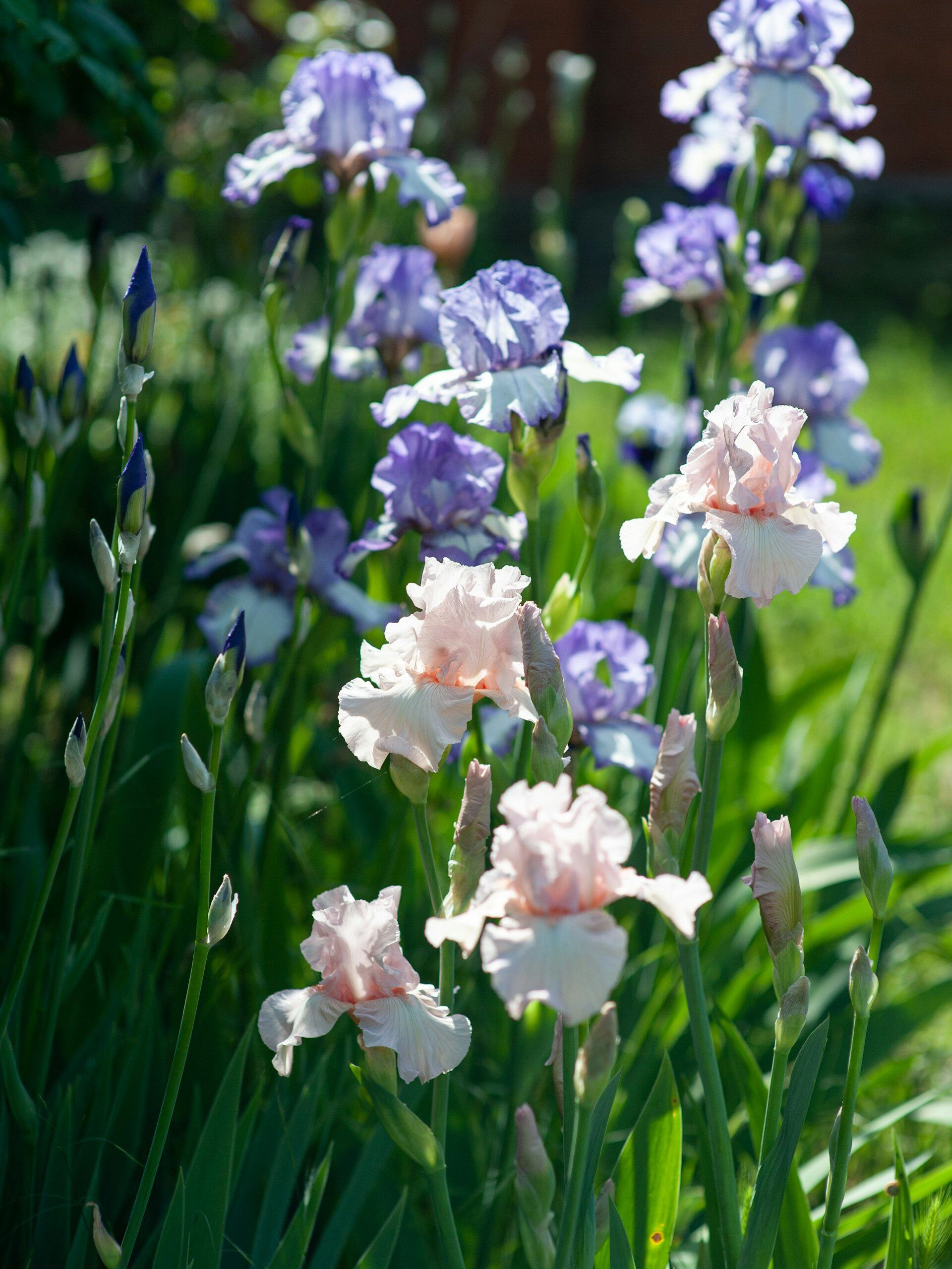 What blooms in May and disappears: Five gardens that exist on their own terms 4 What blooms in May and disappears: Five gardens that exist on their own terms