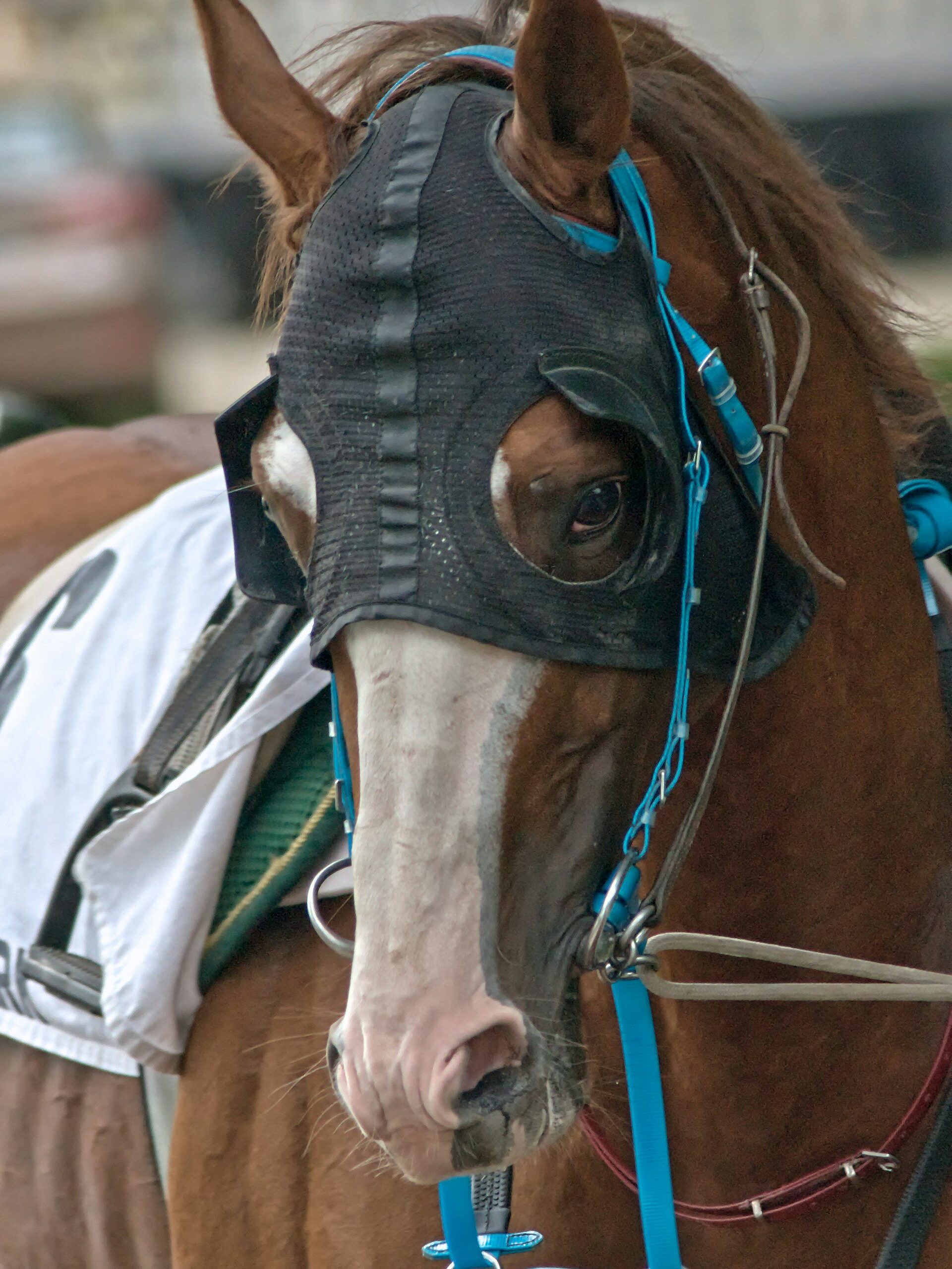 Before the grandstands fill: Chantilly at dawn 2 Before the grandstands fill: Chantilly at dawn