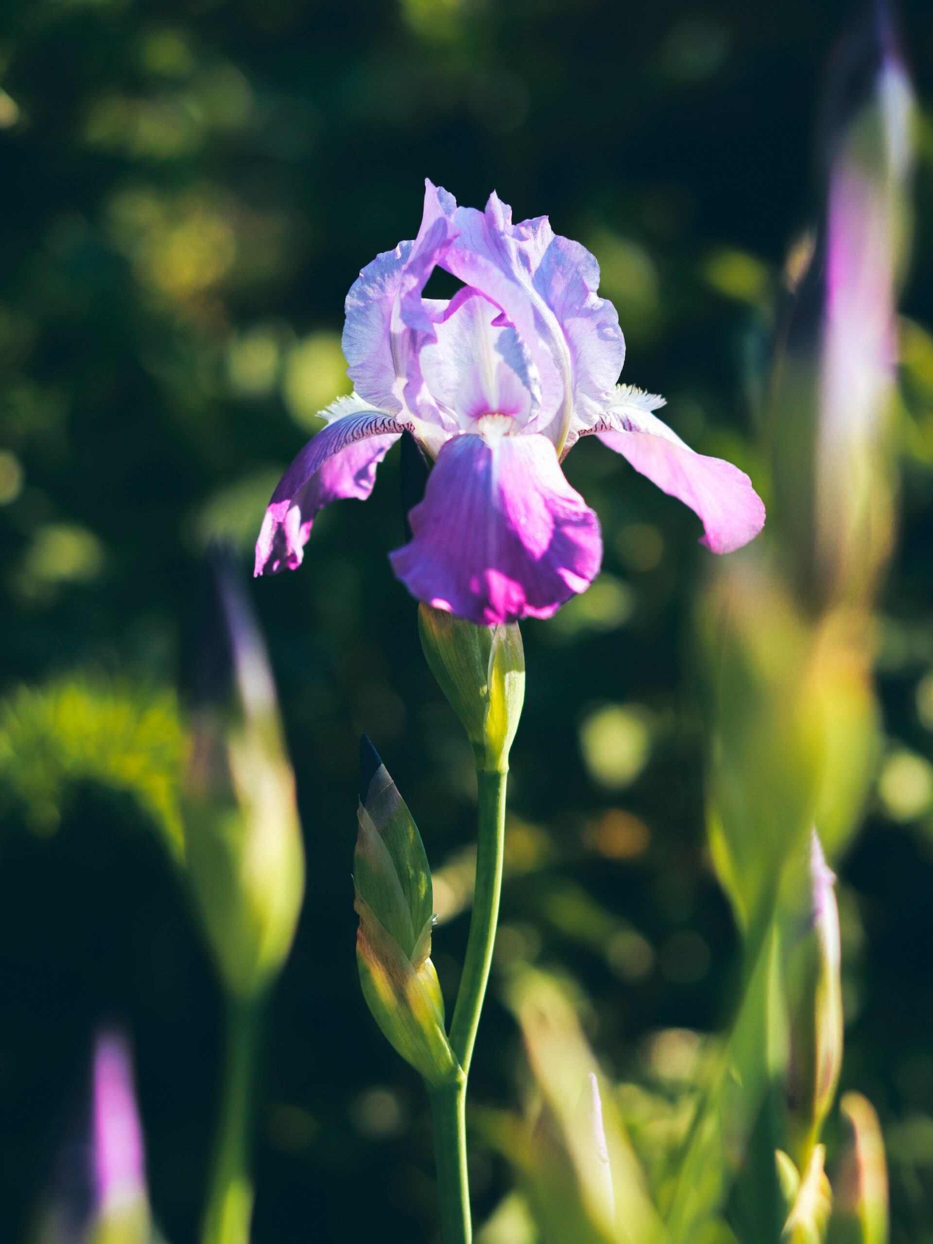 What blooms in May and disappears: Five gardens that exist on their own terms 6 What blooms in May and disappears: Five gardens that exist on their own terms