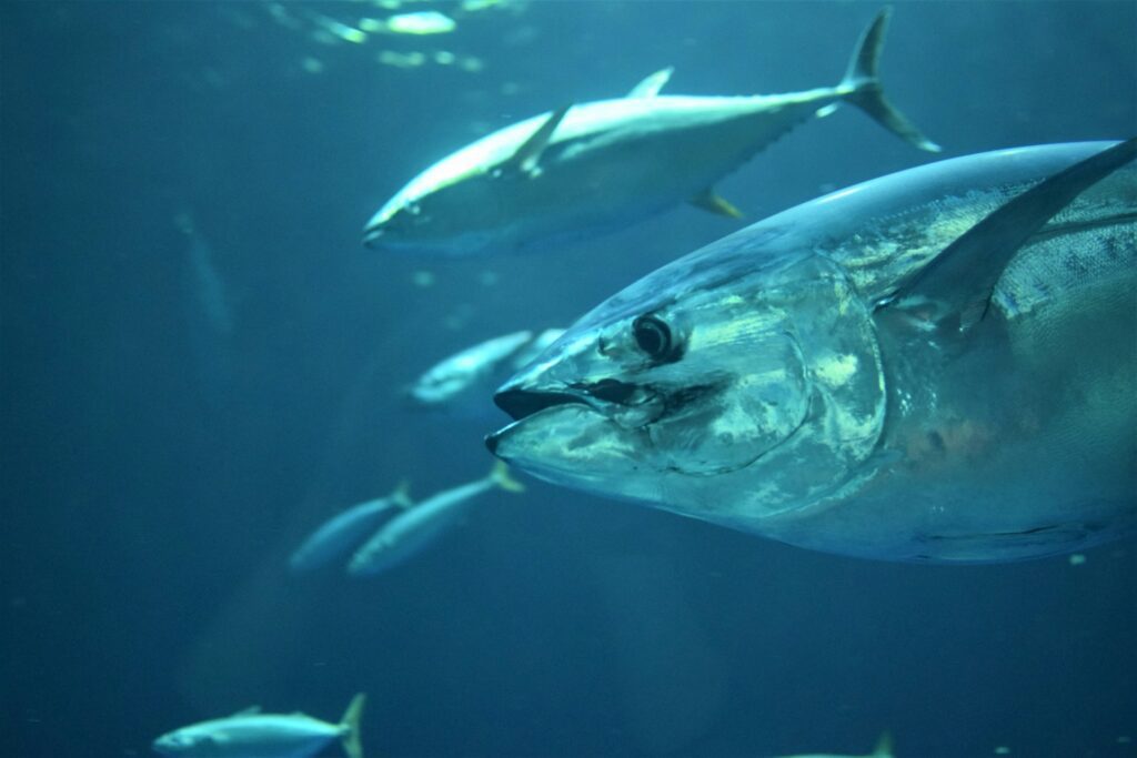 La Levantá: the 3,000-year-old tuna hunt that Japan couldn't resist, and Europe almost forgot