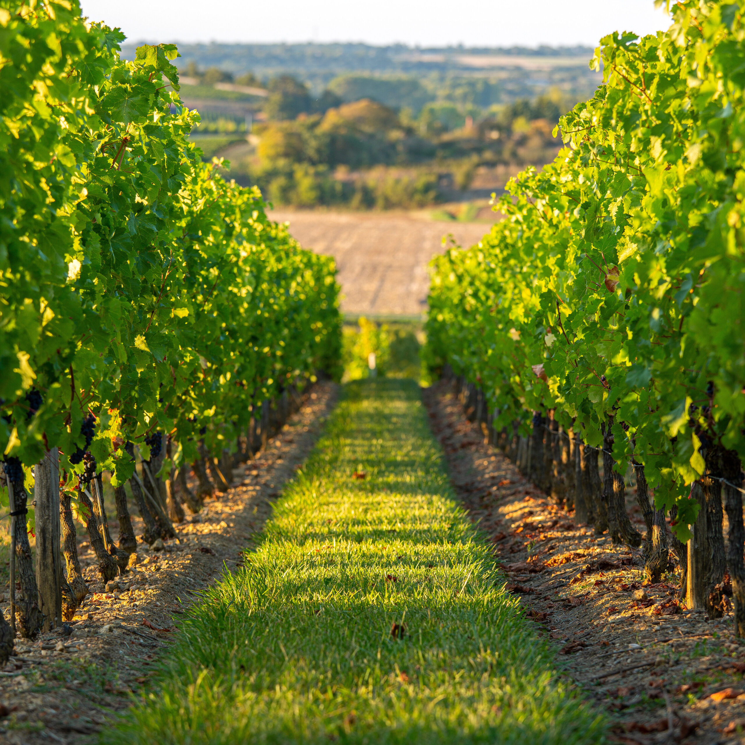 Leave It to France to Turn a Celebration Into a Legend