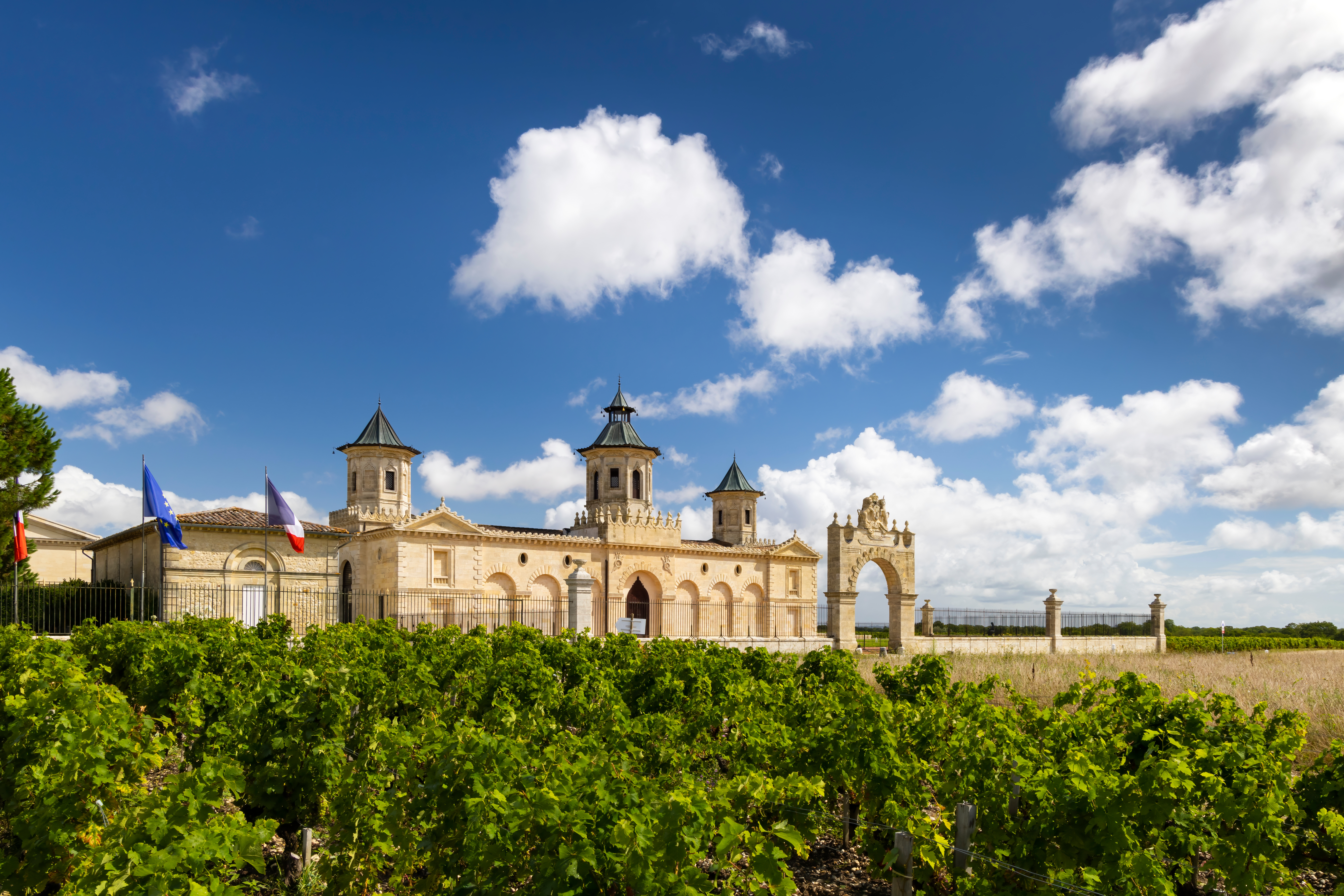 Bordeaux vine rows at first light