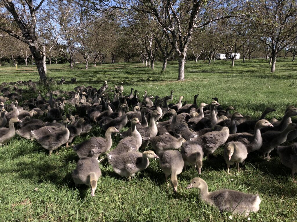A Dordogne Anniversary. Deep Time, Old Friends, One Table.